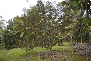 Indangan Farm Kidapawan City