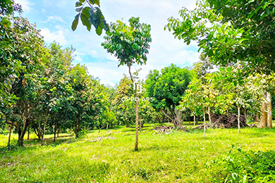 Farm Lot at Brgy. Saguing, Makilala, North Cotabato