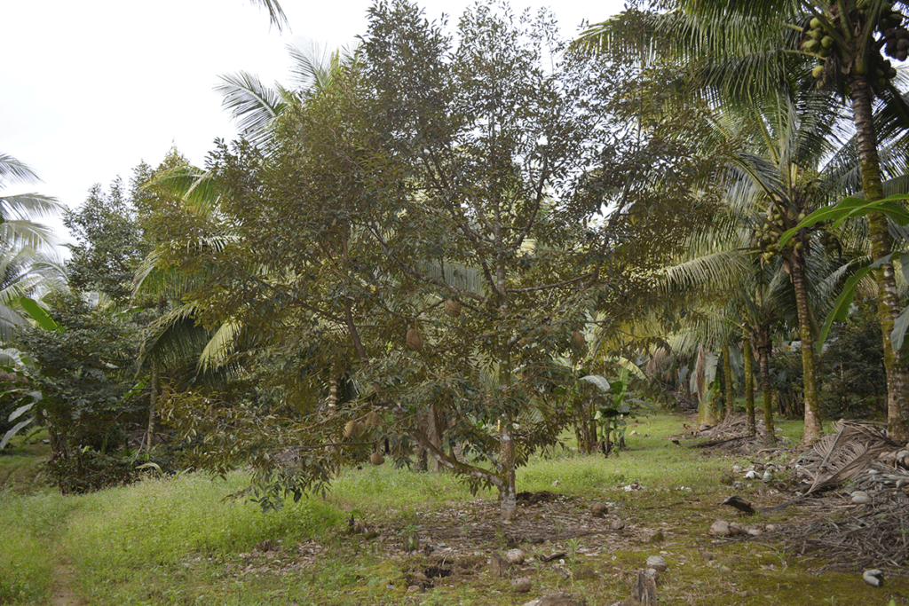 Farm Lot at Brgy. Indangan Kidapawan City